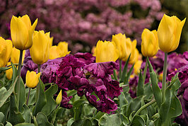 Bernhard Saalfeld - Tulpenpracht 2026 (8v9)